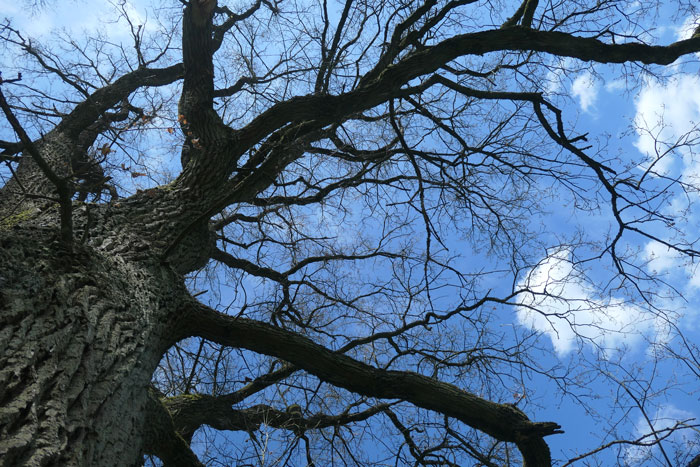branches de chêne, ciel bleu